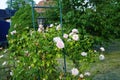Climbing light pink rose bush blooms in June in the garden. Berlin, Germany