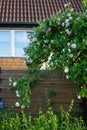 Climbing light pink rose bush blooms in June in the garden. Berlin, Germany