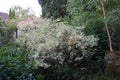Cornus alba \'Elegantissima\' in the garden in June. Berlin, Germany