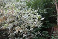 Cornus alba \'Elegantissima\' in the garden in June. Berlin, Germany