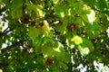 Corylus colurna grows in October. Berlin, Germany