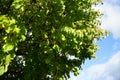 Corylus colurna grows in October. Berlin, Germany