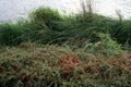 Cotoneaster dammeri with fruits grows in October. Berlin, Germany