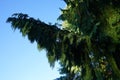 Cupressus nootkatensis with male cones grows in September. Berlin, Germany Royalty Free Stock Photo