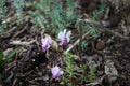 Cyclamen hederifolium blooms in the garden in autumn. Berlin, Germany