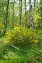 Cytisus scoparius blooms with yellow flowers in a birch grove in May. Berlin, Germany