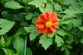 Dahlia \'Topmix Red\' blooms with red flowers in autumn. Berlin, Germany. Royalty Free Stock Photo