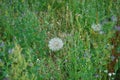 Dandelion flower seedhead is in June. Berlin, Germany Royalty Free Stock Photo