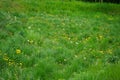 Dandelions in May. Taraxacum officinale is a flowering herbaceous perennial plant of the dandelion genus. Berlin, Germany Royalty Free Stock Photo