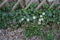 Dandelions in May. Taraxacum officinale is a flowering herbaceous perennial plant of the dandelion genus. Berlin, Germany Royalty Free Stock Photo