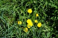 Dandelions in May. Taraxacum officinale is a flowering herbaceous perennial plant of the dandelion genus. Berlin, Germany Royalty Free Stock Photo