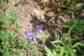 Delphinium consolida has light purple flowers and feathered foliage. Berlin, Germany