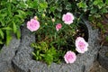 Dianthus \'Candy Floss\' blooms pink-purple flowers in June. Berlin, Germany