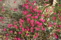 Dianthus deltoides blooms with pink-red flowers in the garden in June. Berlin, Germany Royalty Free Stock Photo