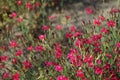 Dianthus deltoides blooms with pink-red flowers in the garden in June. Berlin, Germany Royalty Free Stock Photo