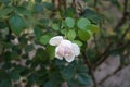 English rose, Rosa \'Heritage\' blooms with light pink flowers in July. Berlin, Germany Royalty Free Stock Photo