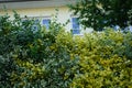 Euonymus bushes are white-green and yellow-green as hedges in June. Berlin, Germany