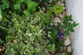 Euonymus fortunei \'Emerald Gaiety\' and blue flowers of Vinca minor in the garden in spring. Berlin, Germany