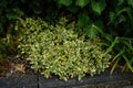 Euonymus fortunei grows in the garden in June. Berlin, Germany Royalty Free Stock Photo