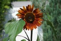 A European honey bee collects nectar from the flowers of Helianthus annuus, sunflower \