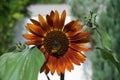 A European honey bee collects nectar from the flowers of Helianthus annuus, sunflower \