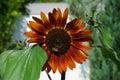 A European honey bee collects nectar from the flowers of Helianthus annuus, sunflower \