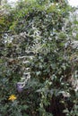 Fallopia baldschuanica blooms in September. Berlin, Germany Royalty Free Stock Photo