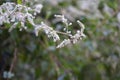 Fallopia baldschuanica blooms in September. Berlin, Germany Royalty Free Stock Photo