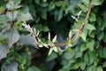 Fallopia baldschuanica blooms in September. Berlin, Germany Royalty Free Stock Photo