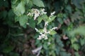 Fallopia baldschuanica blooms in September. Berlin, Germany Royalty Free Stock Photo