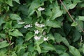 Fallopia baldschuanica blooms in September. Berlin, Germany Royalty Free Stock Photo