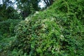 Fallopia baldschuanica blooms in September. Berlin, Germany Royalty Free Stock Photo