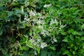 Fallopia baldschuanica blooms in September. Berlin, Germany Royalty Free Stock Photo