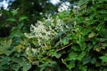 Fallopia baldschuanica blooms in September. Berlin, Germany Royalty Free Stock Photo