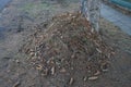 Fir cones and needles are gathered in a pile under a tree in winter. Berlin, Germany Royalty Free Stock Photo