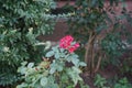 Floribunda rose, Rosa \'Colossal Meidiland\' blooms with red-pink flowers in September. Berlin, Germany Royalty Free Stock Photo