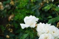 Floribunda rose, Rosa \'Kosmos\', blooms with creamy white flowers in July in the park. Berlin, Germany