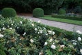 Floribunda rose, Rosa \'Kosmos\', blooms with creamy white flowers in July in the park. Berlin, Germany