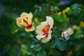 Floribunda rose, Rosa persica Hugs and Kisses \'Eye of the Tiger\' blooms in October. Berlin, Germany