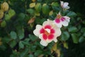 Floribunda rose, Rosa persica Hugs and Kisses \'Eye of the Tiger\' blooms in October. Berlin, Germany