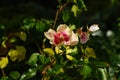 Floribunda rose, Rosa persica Hugs and Kisses \'Eye of the Tiger\' blooms in October. Berlin, Germany