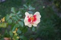 Floribunda rose, Rosa persica Hugs and Kisses \'Eye of the Tiger\' blooms in October. Berlin, Germany