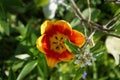 Flowering branch of Pyrus communis \