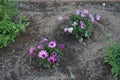 Flowers of Osteospermum ecklonis bloom in May. Berlin, Germany Royalty Free Stock Photo