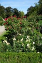 Flowers of red tree rose \'Alec\'s Red\' and creamy white rose \'Lions-Rose\' bloom in July in the park. Royalty Free Stock Photo