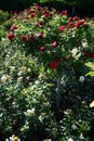 Flowers of red tree rose \'Alec\'s Red\' and creamy white rose \'Lions-Rose\' bloom in July in the park. Royalty Free Stock Photo