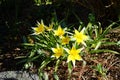 Flowers of Tulipa tarda in April in the garden. Berlin, Germany Royalty Free Stock Photo