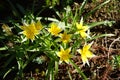 Flowers of Tulipa tarda in April in the garden. Berlin, Germany Royalty Free Stock Photo