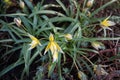 Flowers of Tulipa tarda in April in the garden. Berlin, Germany Royalty Free Stock Photo