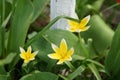 Flowers of Tulipa tarda in April in the garden. Berlin, Germany Royalty Free Stock Photo